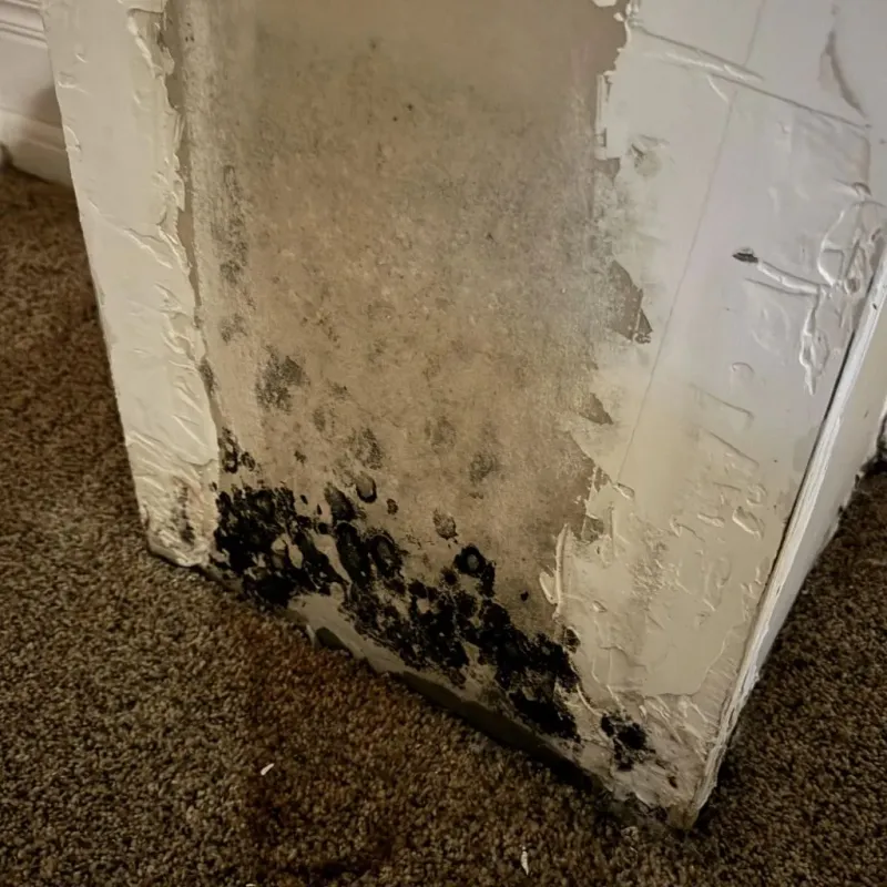 Professional Mold Removal in Calvert County, MD